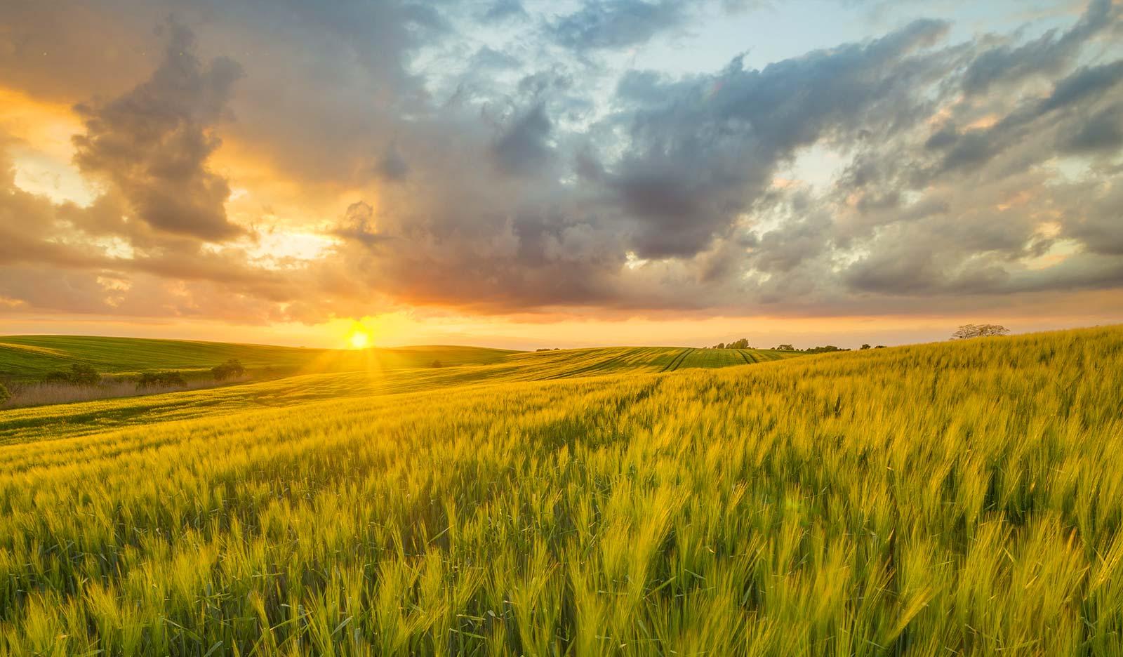 Bulletin - Bethel Reformed Church